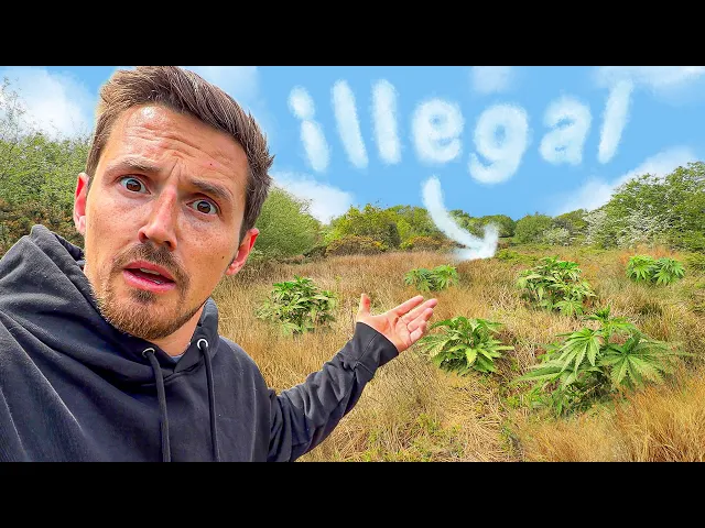 Video: Someone’s trying to secretly grow drugs on my Farm…￼