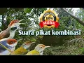 Download Lagu SUARA PIKAT AMPUH prenjak lumut kombinasi suara prenjak coki/cinenen