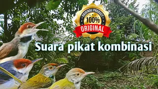 Download SUARA PIKAT AMPUH prenjak lumut kombinasi suara prenjak coki/cinenen MP3