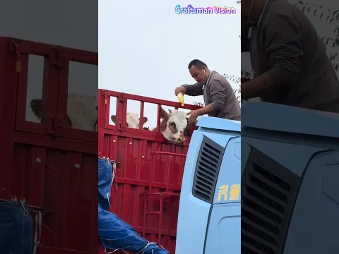 Cow’s Head Stuck in Truck Sideboard: Driver Uses Lubricant for Emergency Rescue