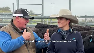 How this Angus stud stays ahead of pestivirus Animal health series with Livestock Solutions by Zoe