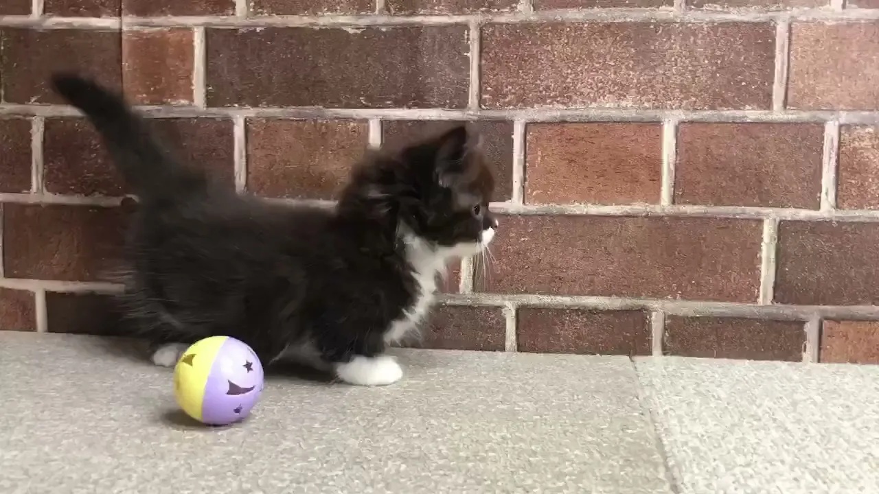動画