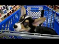 I Adopted A Corgi Puppy This Is Me Adopting Him And His First Few Days With Us