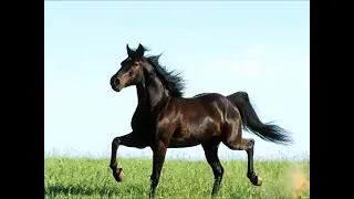 فارس مهدي يابنات الريح مسرع جوده عاليه       دندنها