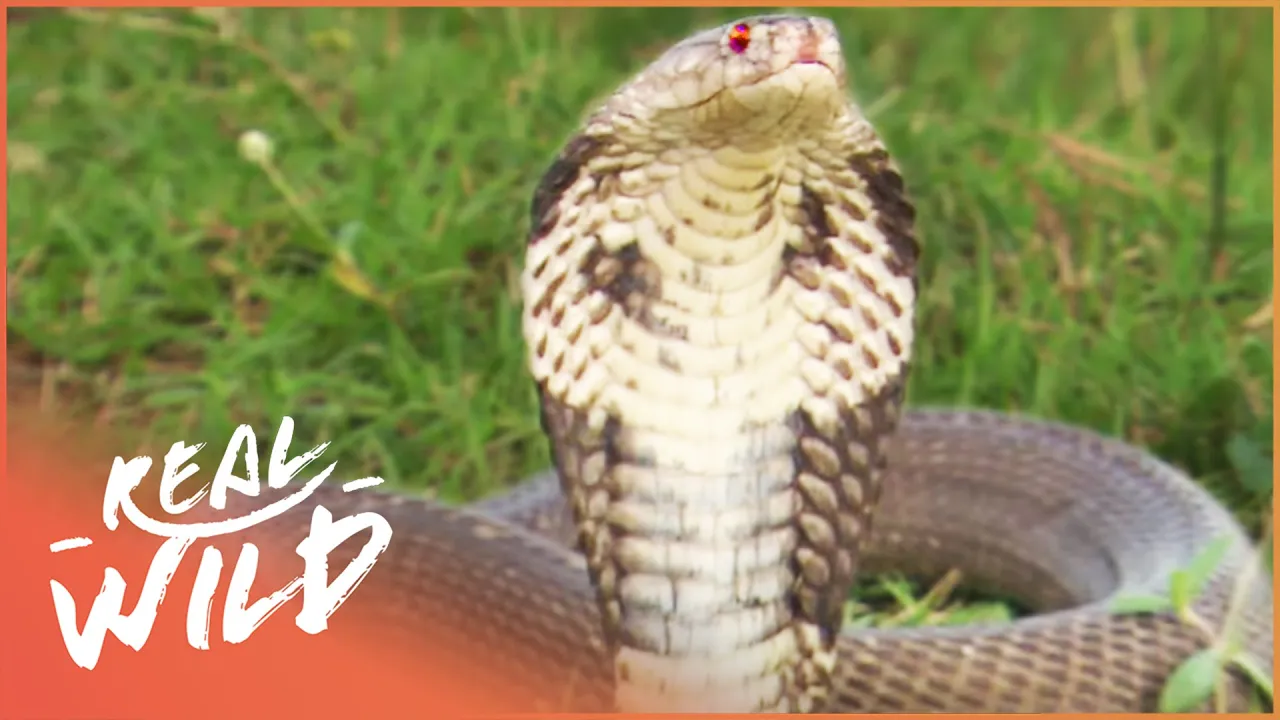 The Venomous Life Of The Rattlesnake (Wildlife Documentary) | World's Worst Venom| Real Wild