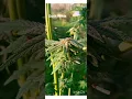2023 Gush Mints Outdoor Weed Grow 1 of 3