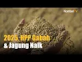Lagu Berlaku 15 Januari 2025, Ini HPP Gabah \u0026 Jagung yang Naik | Kontan News