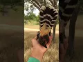 Download Lagu VEJA DE PERTO ESSE FALCÃO DE COLEIRA #avesderapina #falcon #aves #viral