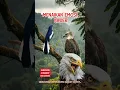 Download Lagu SUARA BURUNG ELANG MENAIAKN EMOSI BURUNG LAIN..(DOBLE SUARA JERNIH)