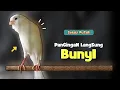 Download Lagu KENARI GACOR Panjang !!! Suara PANCINGAN KENARI PAUD Belajar BUNYI Ngeriwik - MASTERAN Kenari PAUD