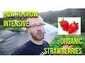 Organic Strawberry Growing The Ultimate How-To Guide