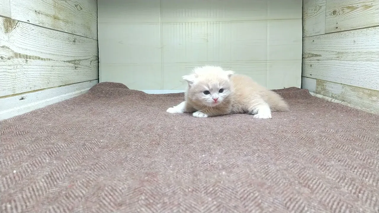 動画