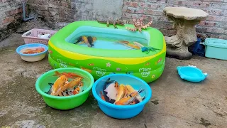 Find cute fish, koi, catfish, turtles, tilapia, freshwater fish.