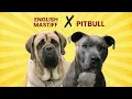 English Mastiff Pitbull Mix Everything You Need to Know in One