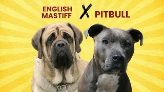 English Mastiff Pitbull Mix Everything You Need to Know in One