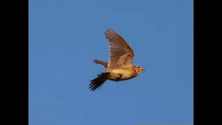 صوت المطوق 2025 لكل صياد أفضل نداءات الطيور مجان ا اضغط اشتراك Shorts Shortsvideo 