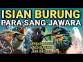 Download Lagu Kompilasi MASTERAN PALING AMPUH MUDAH DITIRU PASS UNTUK BURUNG FIGHTER‼️