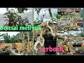 Download Lagu terbaik bonsai Raff dan meliyuk muntir yang masuk pameran