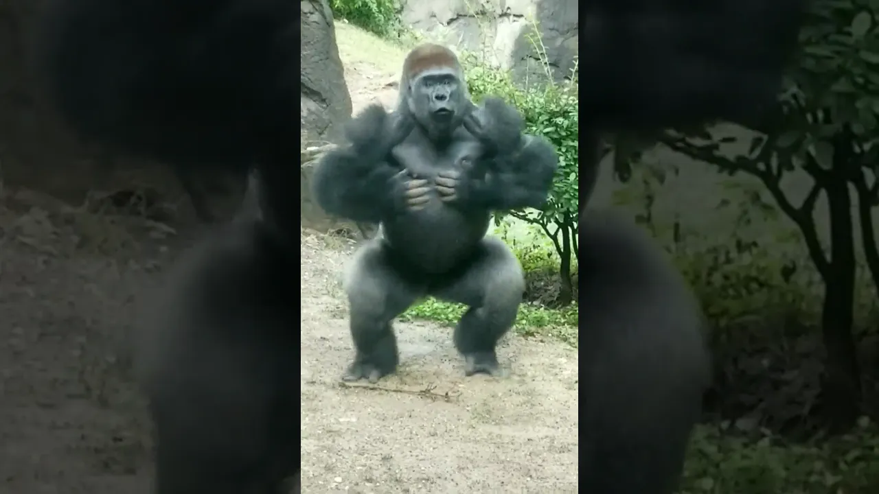 Beatnik #gorilla.