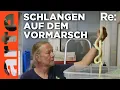 Download Lagu Schlangenplage auf Gran Canaria | ARTE Re: Reupload