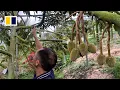 Download Lagu Petani durian di Tiongkok mengambil alih industri besar