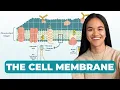 Cell Membrane Structure Lipid Bilayer Proteins Cell Biology