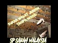Download Lagu SP.SABAH MALAYSIA || SUARA WALET JERNIH TANPA NOISE || SUARA JADUL KERAMAT ||