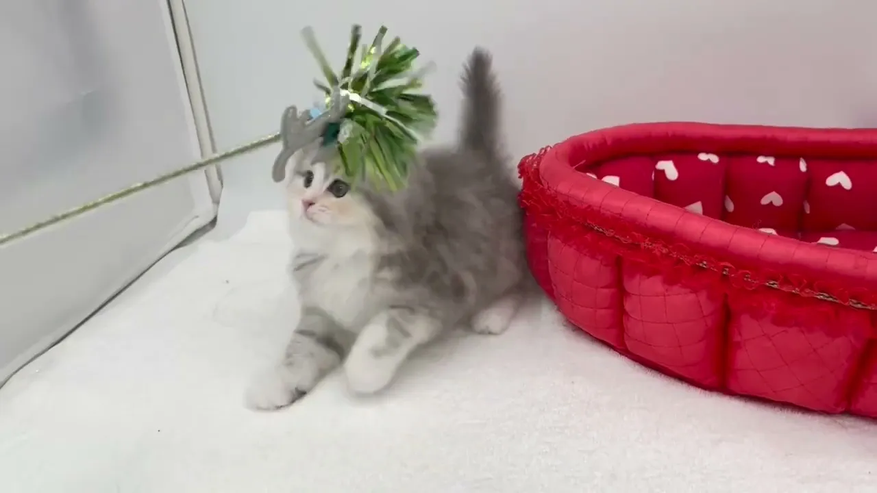 動画