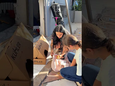 Ördeğimiz zehirli böcek yedi #sorts #shortvideo #youtubeshorts