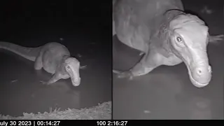 30 Animals Believed To Be Extinct Caught Alive On Camera (Part 2)