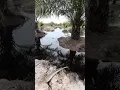 Download Lagu Saat Banjir Tiba Buaya Muara Mulai Muncul Di Kebun Sawit Dan Kebun Sawit Tidak Bisa Di Panen‼️