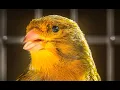 Download Lagu Canary Singing # 1 Master Training Video