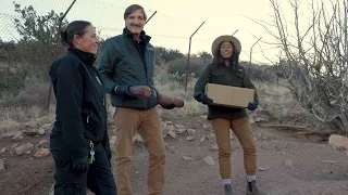 Feeding the Endangered Mexican Gray Wolf Protecting the Wild