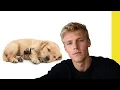 can black widows kill dogs