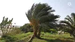 الفنان النوبي ابراهيم بروكي 