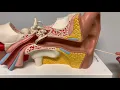 Human Anatomy Ear Model