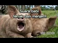 Download Lagu Suara Babi Berteriak & Menjerit no copyright| pig sound effect no copyright