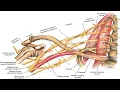 Two Minutes of Anatomy Brachial Plexus