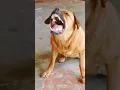 Download Lagu kutta bhokta hai