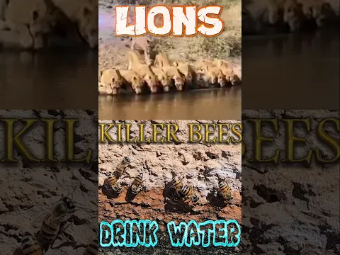 Lions 🦁 And South Africa Killer Bees 🐝 Gather At The Watering Pond | The Cheetah Whisperer