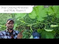 How to get female Flowers Fast Squash Zucchini butternut pumpkin Watermelon