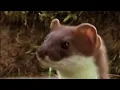 The Weasel War Dance - a frenzied performance by ferrets as a clever hunting technique