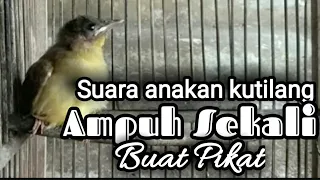 suara anakan burung kutilang memanggil induknya cocok buat pikat