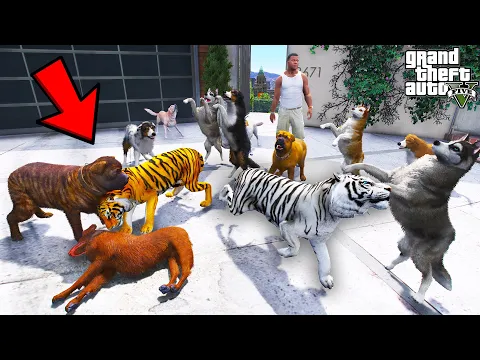 Video Thumbnail: Franklin’s Tigers Fight Wild Stray Dogs in GTA 5 | SHINCHAN and CHOP