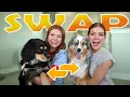 Download Lagu Sisters Swap Dogs for a Day!