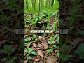 Download Lagu Harnessing Natural Water Sources for Survival
