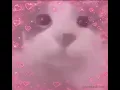 Cat Kissing Camera with Cello Music