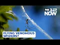 LIVE Should Oregonians be worried about flying venomous spiders