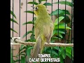 Download Lagu KECIAL Cacat Komplikasi Buntung Katarak Struk CC 4 20  Detik