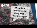 Download Lagu Should Koi Hobbyists be Wary of The Word Tategoi?